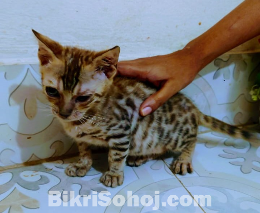 bengal male cat kitten